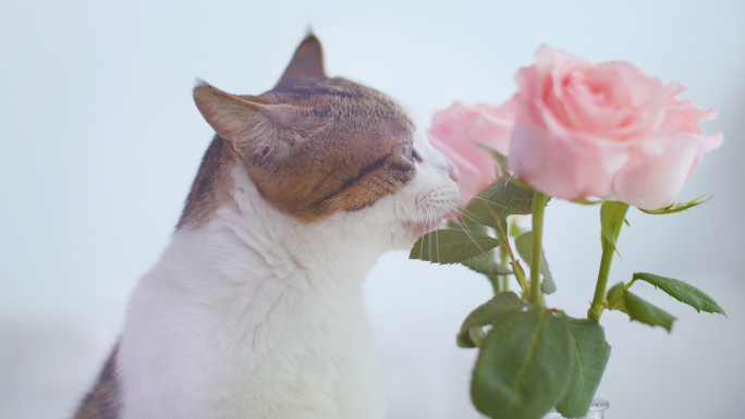 唯美宠物猫咪与玫瑰花可商用