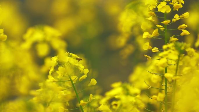 高铁油菜花