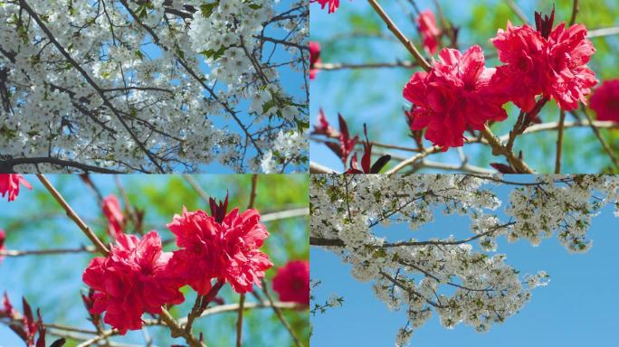 自然春天花朵柳树实拍镜头高清