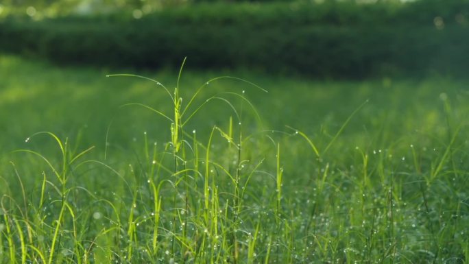 春秋早晨小草草地露水逆光素材