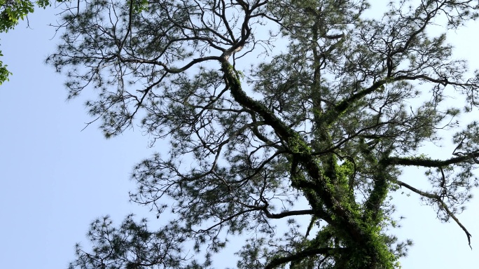 马尾松、马尾松古树、老树上的藤蔓、藤蔓