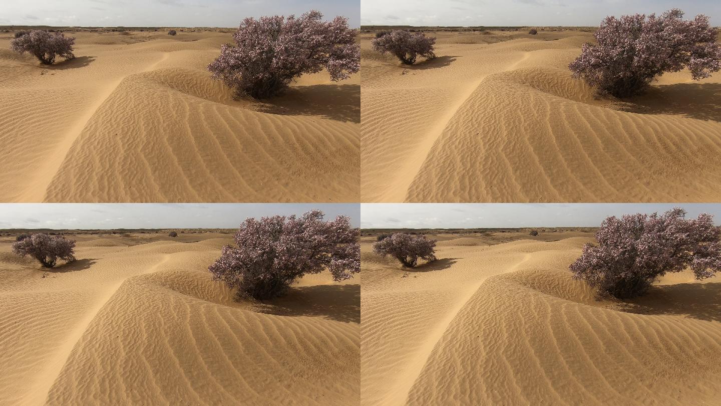 沙漠便桃花