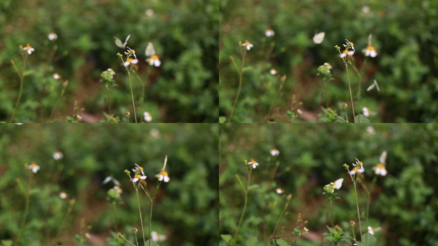 蝴蝶野花小花蝴蝶