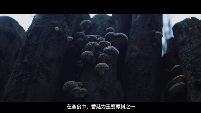 香菇自然野生蘑菇森林