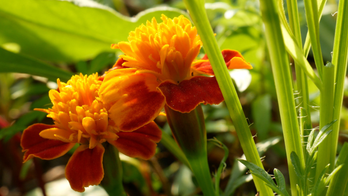 万寿菊_小花小草