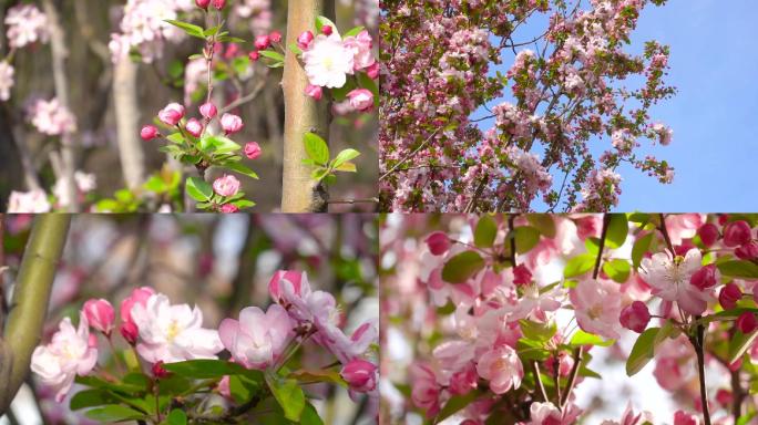 海棠、海棠花、花姿潇洒、鲜花怒放D