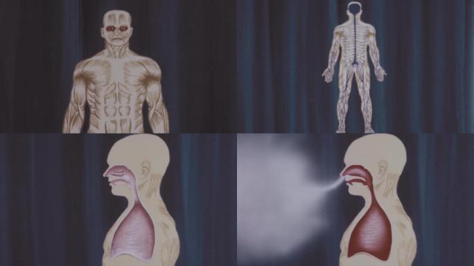 人体构造图/呼吸道肺部