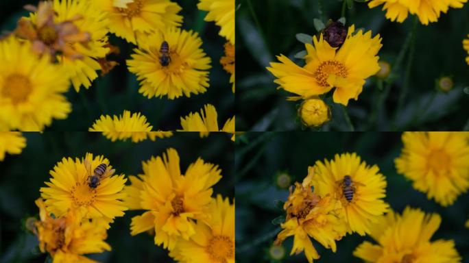 小蜜蜂飞在花从中
