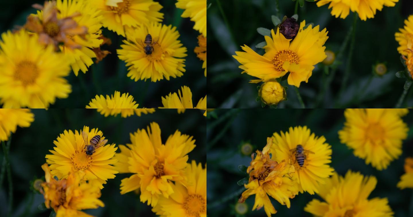 小蜜蜂飞在花从中