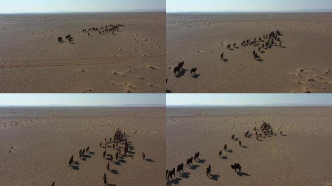 戈壁滩上远去的骆驼 天边的骆驼