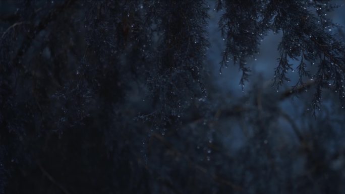 4K下雨天松树雨滴