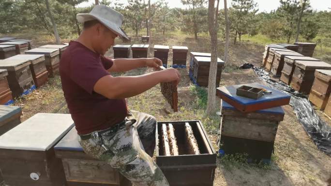 养蜂基地养蜂人工作