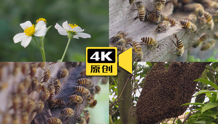 4K-蜜蜂-实拍视频