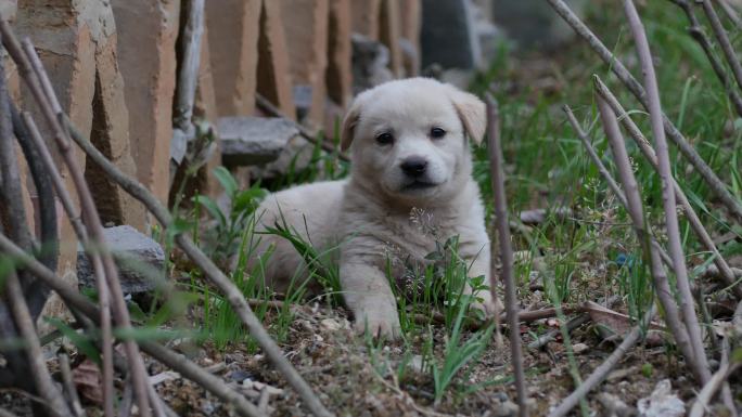 4K中华田园犬小狗