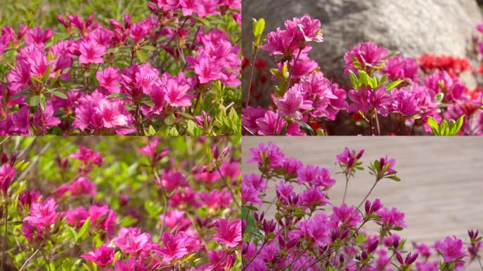 杜鹃花、映山红、山石榴花盛开01