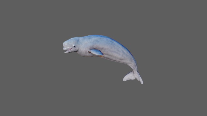 【4K.60帧】—白鲸