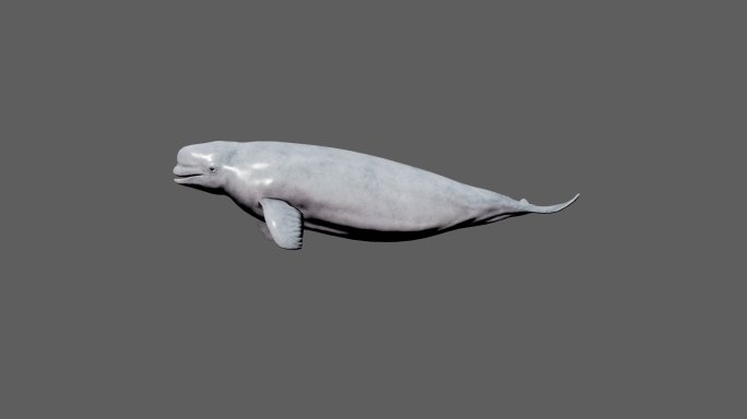 【4K.60帧】—白鲸