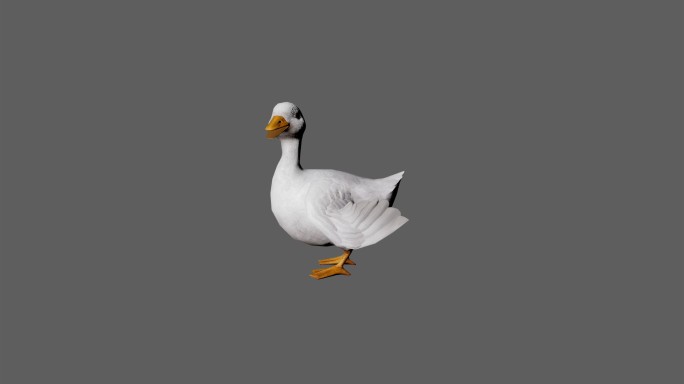 【4K.60帧】—鸭子