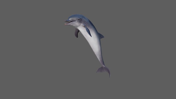 【4K.60帧】—海豚