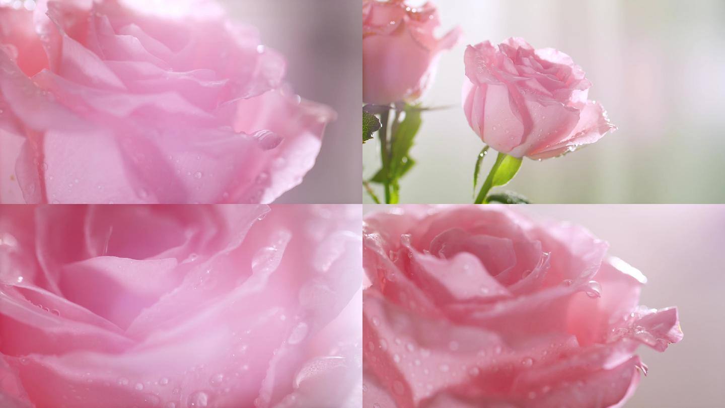 唯美玫瑰花空镜，实拍花瓣掉落慢镜头