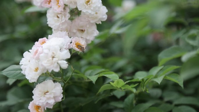 公园盛开的蔷薇花引来很多蜜蜂采蜜