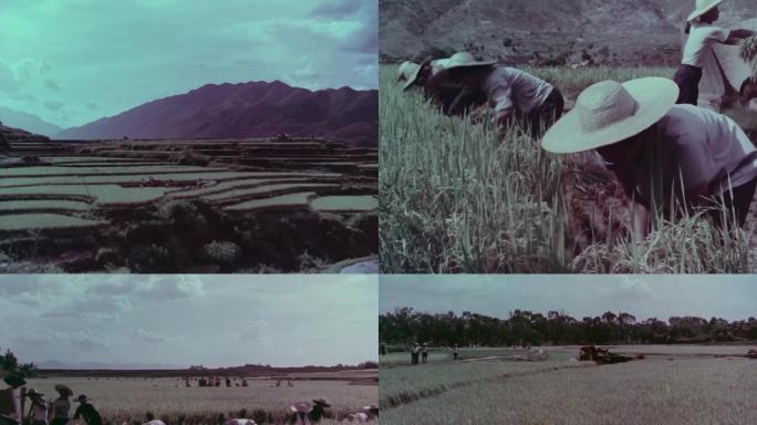 收割早稻割麦子六七十年代老视频