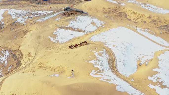 沙漠骆驼3