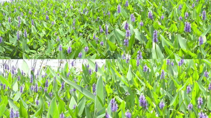 【4K】紫色梭鱼草、海寿花