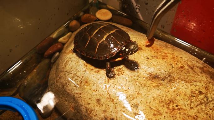 东锦龟宠物龟日常