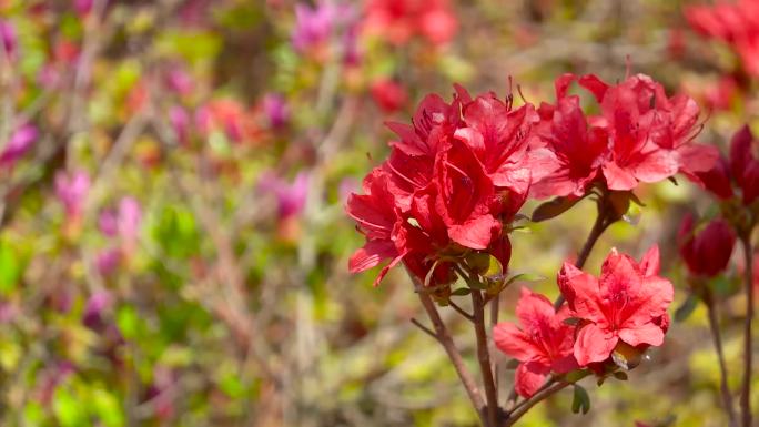 杜鹃花、映上红、山石榴花盛开03