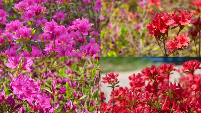 杜鹃花、映上红、山石榴花盛开03