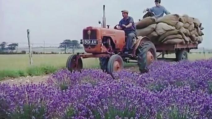 薰衣草90年代