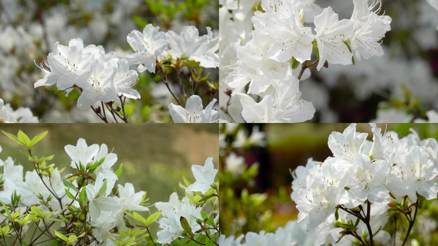 杜鹃花、映上红、山石榴花盛开（白色）02