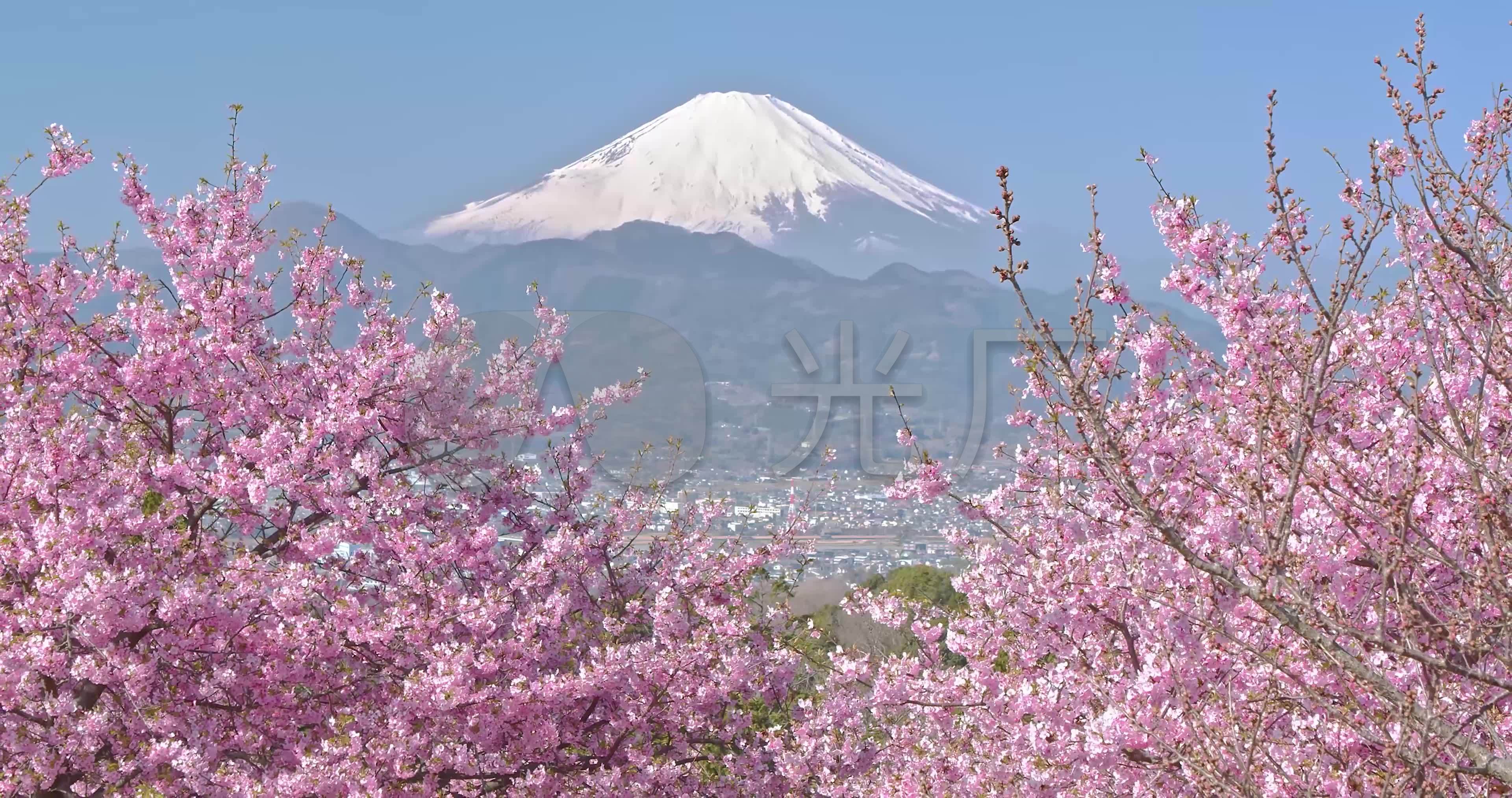 鲜花簇拥下的富士山下樱花