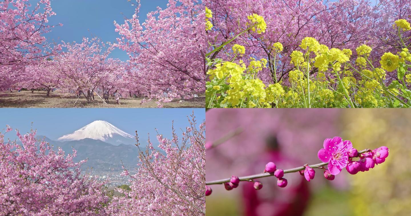 富士山和樱花