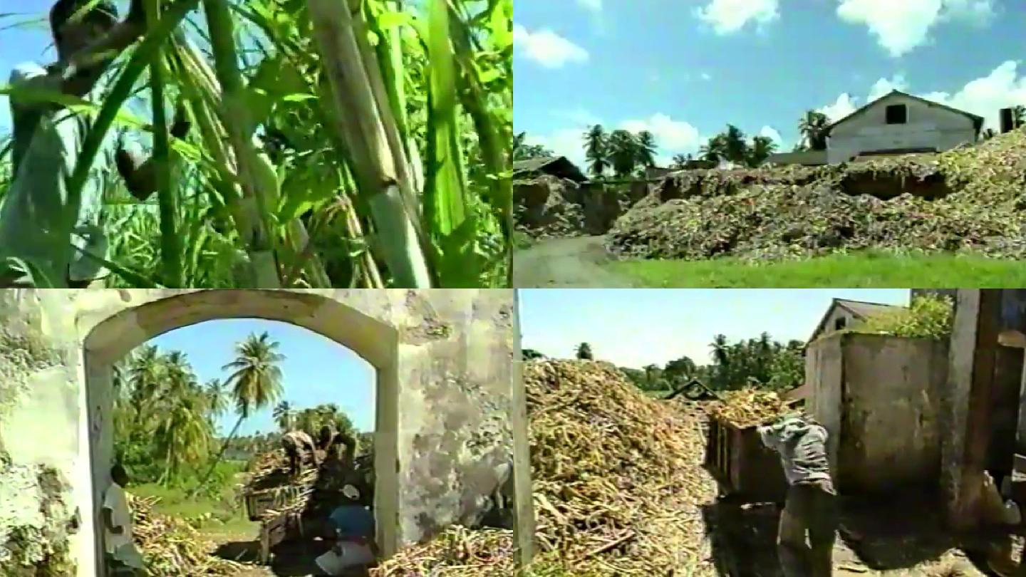 90年代甘蔗厂