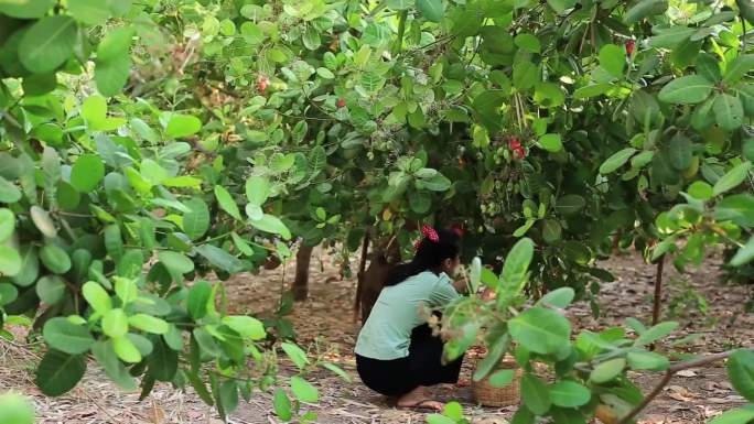 果园腰果种植采摘