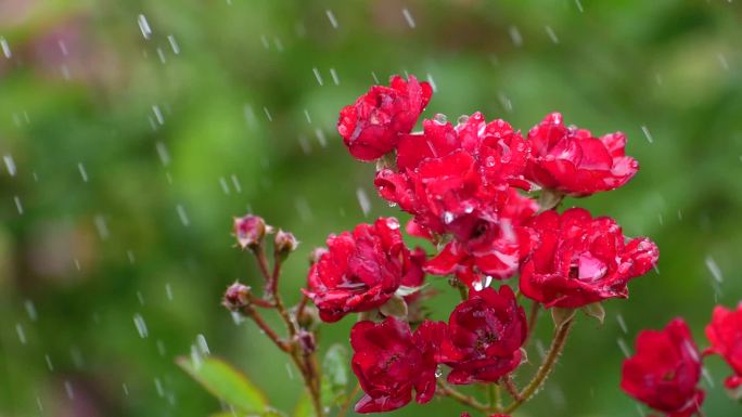 雨中玫瑰小花朵2
