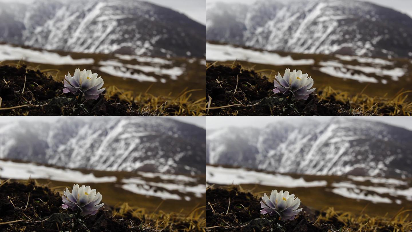雪山和淡紫金莲花