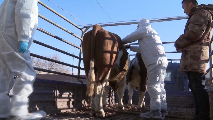 卫生防疫部门对牛肉进行检测