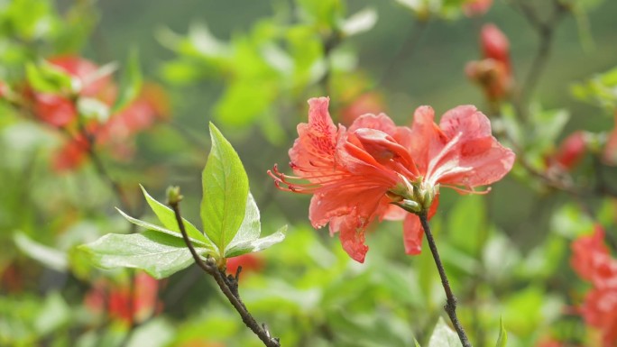 大围山杜鹃花