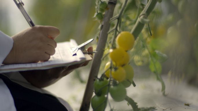 科技农业蕃茄培育纪录笔写字