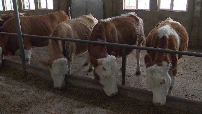 肉牛养殖牛舍饲养牛