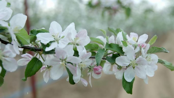 春天苹果花果园农业