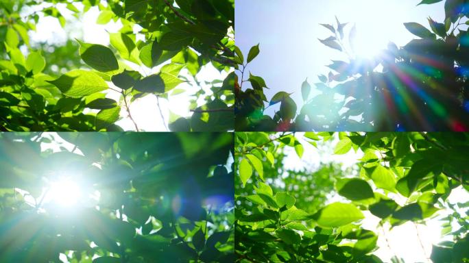 阳光穿透树叶