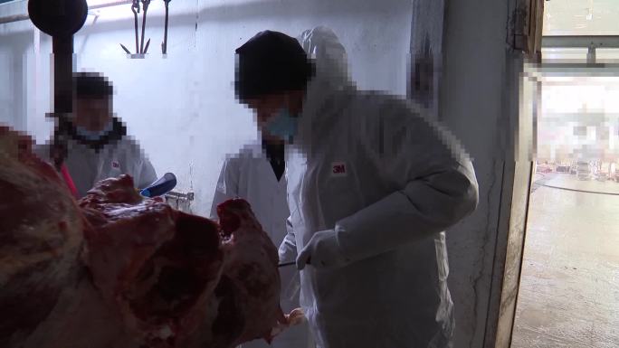 卫生防疫部门对屠宰场牛肉进行检测