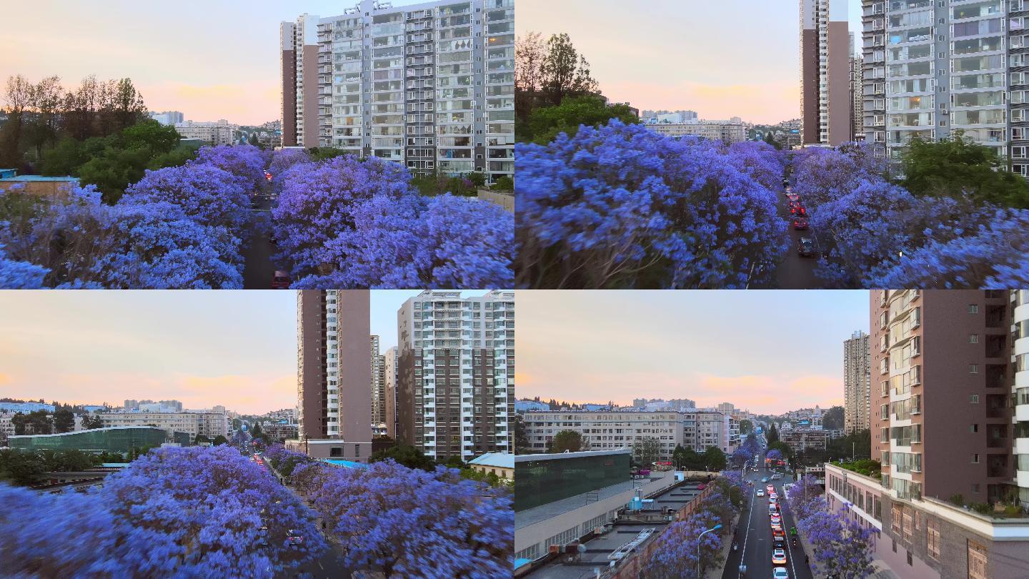 昆明蓝花楹，飞越半个教场中路