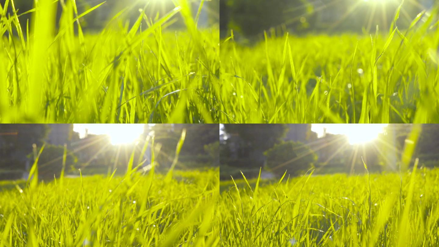 唯美阳光小草-绿草青草-小清新自然素材