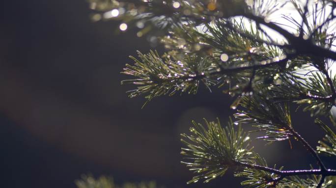 冬日的针松雨后一滴雨水打在针树叶上