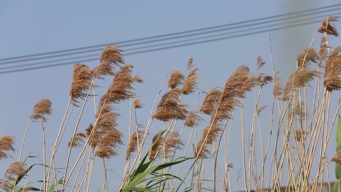 芦苇水草